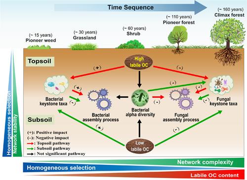 Soil labile organic carbon fractions mediate microbial community assembly processes during long-term vegetation succession in a semiarid region