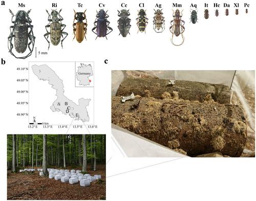 Wood decomposition is increased by insect diversity, selection effects, and interactions between insects and microbes