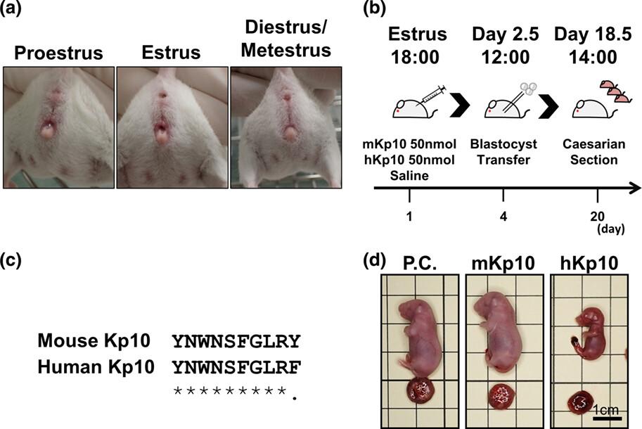 Intraperitoneal administration of mouse kisspeptin-10 to mice during estrus stage induces pseudopregnancy