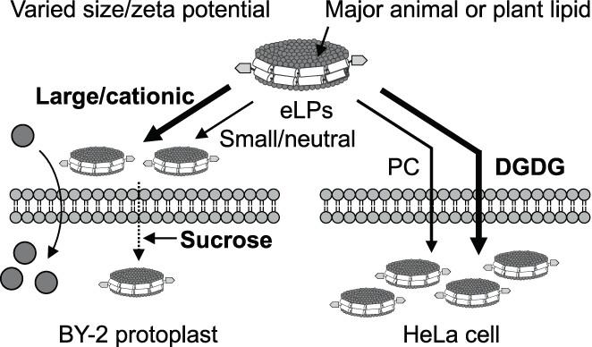 Effects of lipoprotein nanoparticles' composition and size on their internalization in plant and mammalian cells