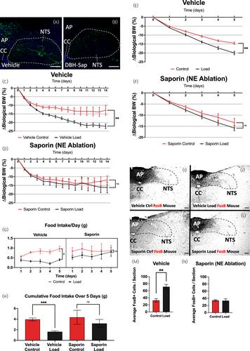 Reduction of body weight by increased loading is associated with activation of norepinephrine neurones in the medial nucleus of the solitary tract