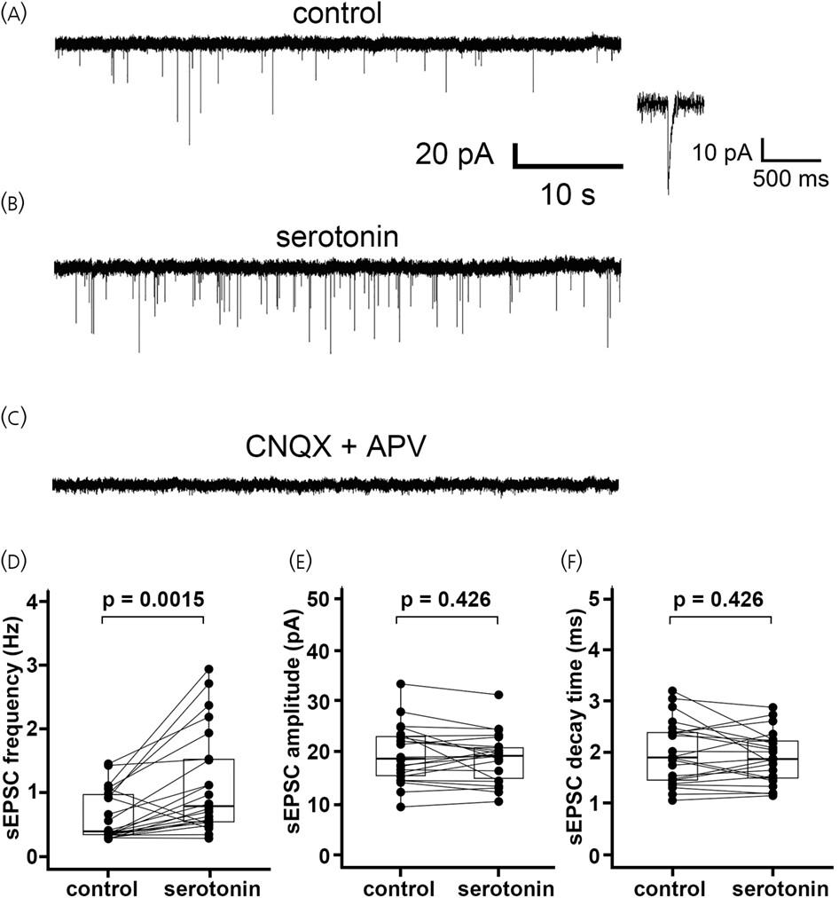 Dual action of serotonin on local excitatory and inhibitory neural circuits regulating the corticotropin-releasing factor neurons in the paraventricular nucleus of the hypothalamus