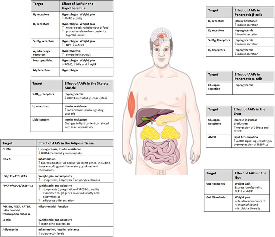 Metabolic effects of atypical antipsychotics: Molecular targets