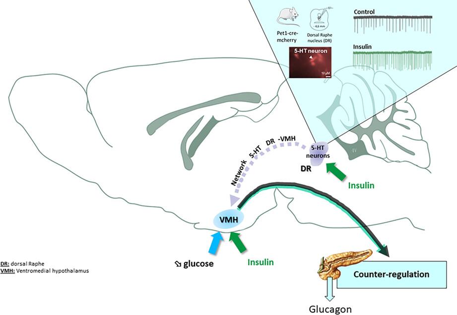 Serotonergic neurons are involved in the counter-regulatory response to hypoglycemia