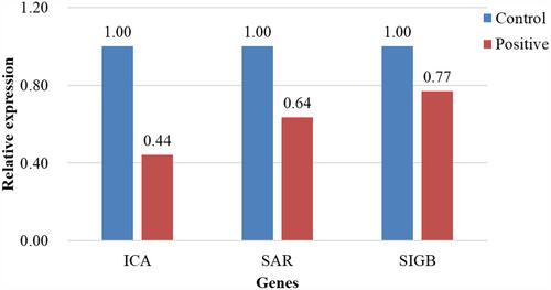 Mechanism of positive electret inhibition of Staphylococcus aureus biofilms