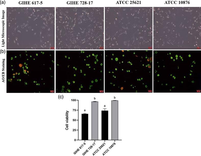 Role of Bacillus cereus biofilm formation behavior in virulence and pathogenic characteristics