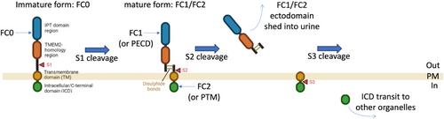 The molecular structure and function of fibrocystin, the key gene product implicated in autosomal recessive polycystic kidney disease (ARPKD)