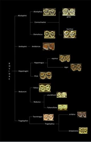 African bovid tribe classification using transfer learning and computer vision