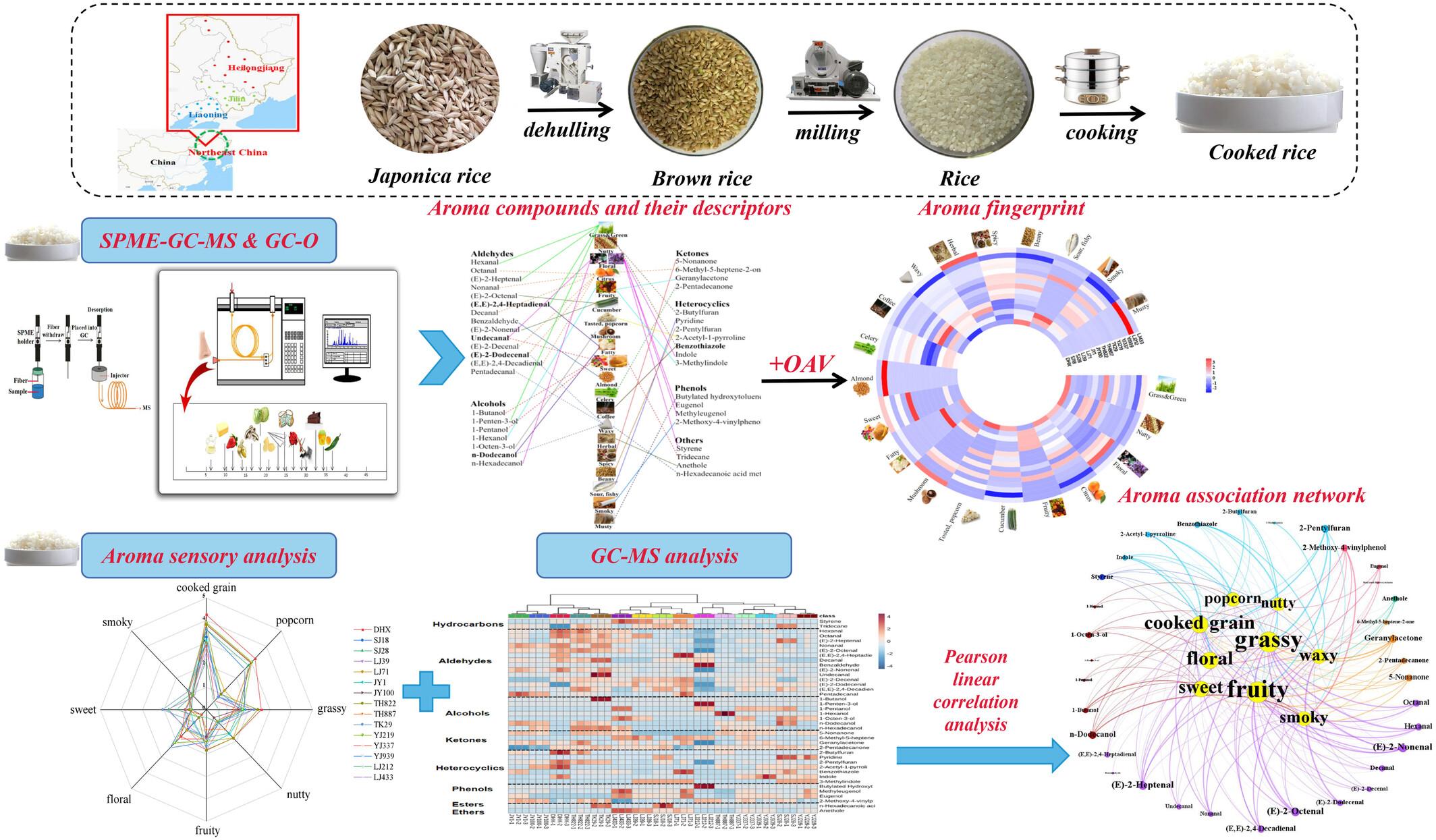 Construction of aroma association network of cooked rice based on gas chromatography–mass spectrometry (GC–MS) and sensory analysis