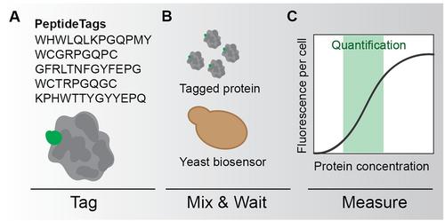 A Multiplex GPCR-Mediated Peptide Tagging System for a Growing Yeast Synthetic Biology Toolbox