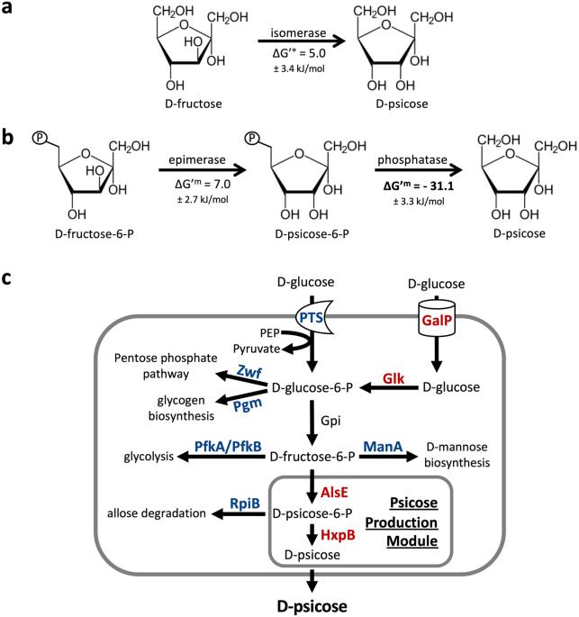 Awakening the natural capability of psicose production in Escherichia coli