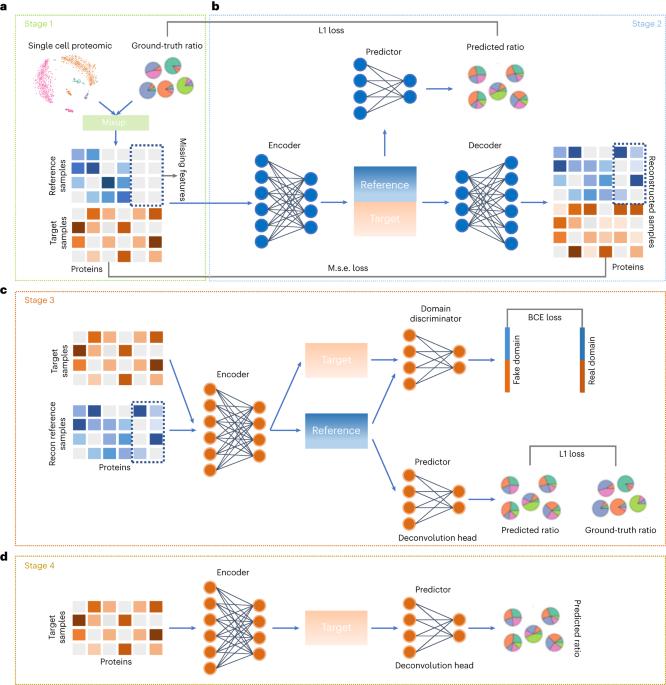 Deep domain adversarial neural network for the deconvolution of cell type mixtures in tissue proteome profiling