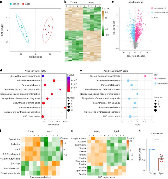 Polyamine metabolite spermidine rejuvenates oocyte quality by enhancing mitophagy during female reproductive aging