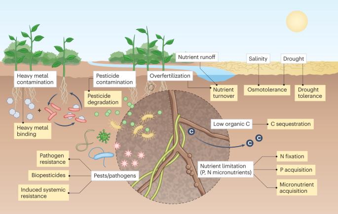 Soil microbiome engineering for sustainability in a changing environment