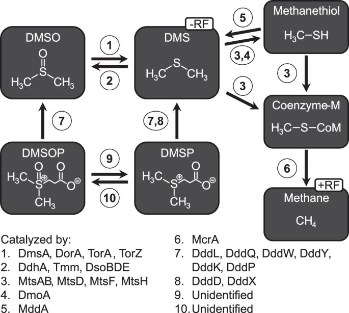 Microbial drivers of DMSO reduction and DMS-dependent methanogenesis in saltmarsh sediments