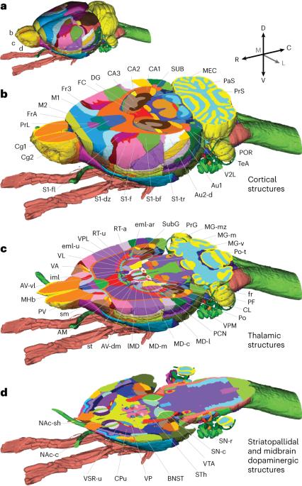 Waxholm Space atlas of the rat brain: a 3D atlas supporting data ...