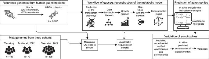 Amino acid auxotrophies in human gut bacteria are linked to higher microbiome diversity and long-term stability