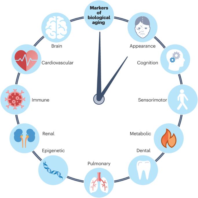 Biomarkers of aging remain elusive as researchers try to slow the biological clock