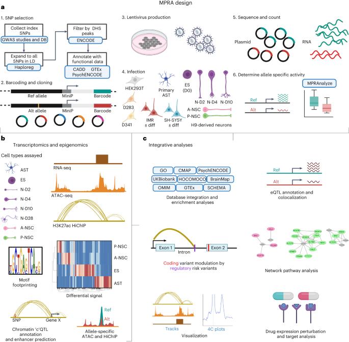 Integrative analyses highlight functional regulatory variants associated with neuropsychiatric diseases