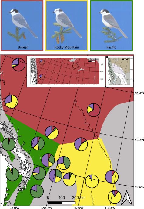 Habitat and climate influence hybridization among three genetically distinct Canada jay (Perisoreus canadensis) morphotypes in an avian hybrid zone complex