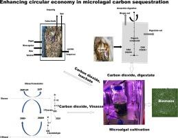 Microalgae contribution in enhancing the circular economy drive of biochemical conversion systems – A review