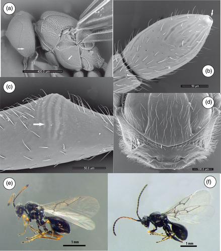 Phylogenomic analysis of protein-coding genes resolves complex gall wasp relationships