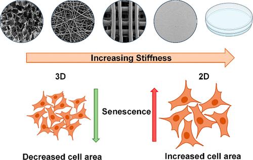 Cellular Senescence Program is Sensitive to Physical Differences in Polymeric Tissue Scaffolds