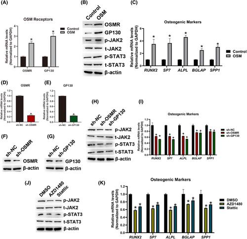 M1 macrophage-derived oncostatin M induces osteogenic differentiation of ligamentum flavum cells through the JAK2/STAT3 pathway