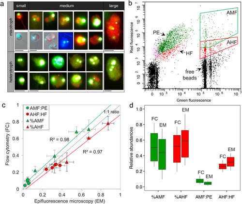 Relative importance of bacterivorous mixotrophs in an estuary-coast environment