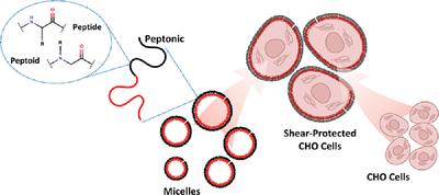 Peptonics: A new family of cell-protecting surfactants for the recombinant expression of therapeutic proteins in mammalian cell cultures