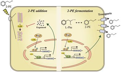 Regulatory mechanisms and cell membrane properties of Candida glycerinogenes differ under 2-phenylethanol addition or fermentation conditions