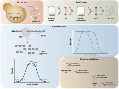 Candida albicans chitinase 3 with potential as a vaccine antigen: production, purification, and characterisation