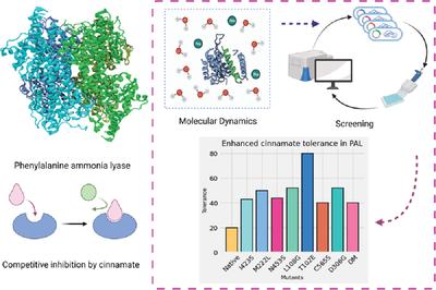 Engineering phenylalanine ammonia lyase to limit feedback inhibition by cinnamate and enhance biotransformation