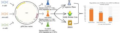 Expression and application of aflatoxin degrading enzyme gene in Pichia pastoris