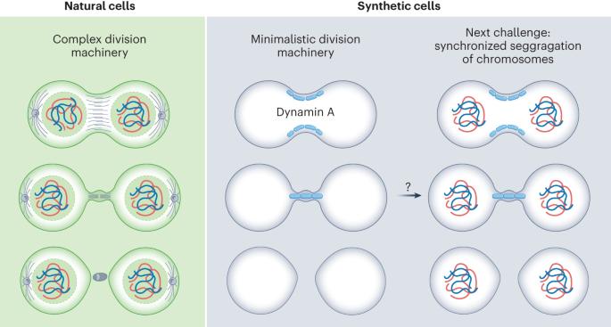 Breaking the bottleneck of synthetic cells