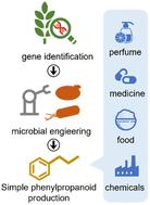 Simple phenylpropanoids: recent advances in biological activities, biosynthetic pathways, and microbial production†