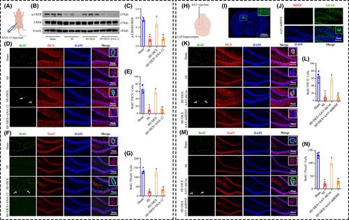 Dexmedetomidine alleviates cognitive impairment by promoting hippocampal neurogenesis via BDNF/TrkB/CREB signaling pathway in hypoxic–ischemic neonatal rats