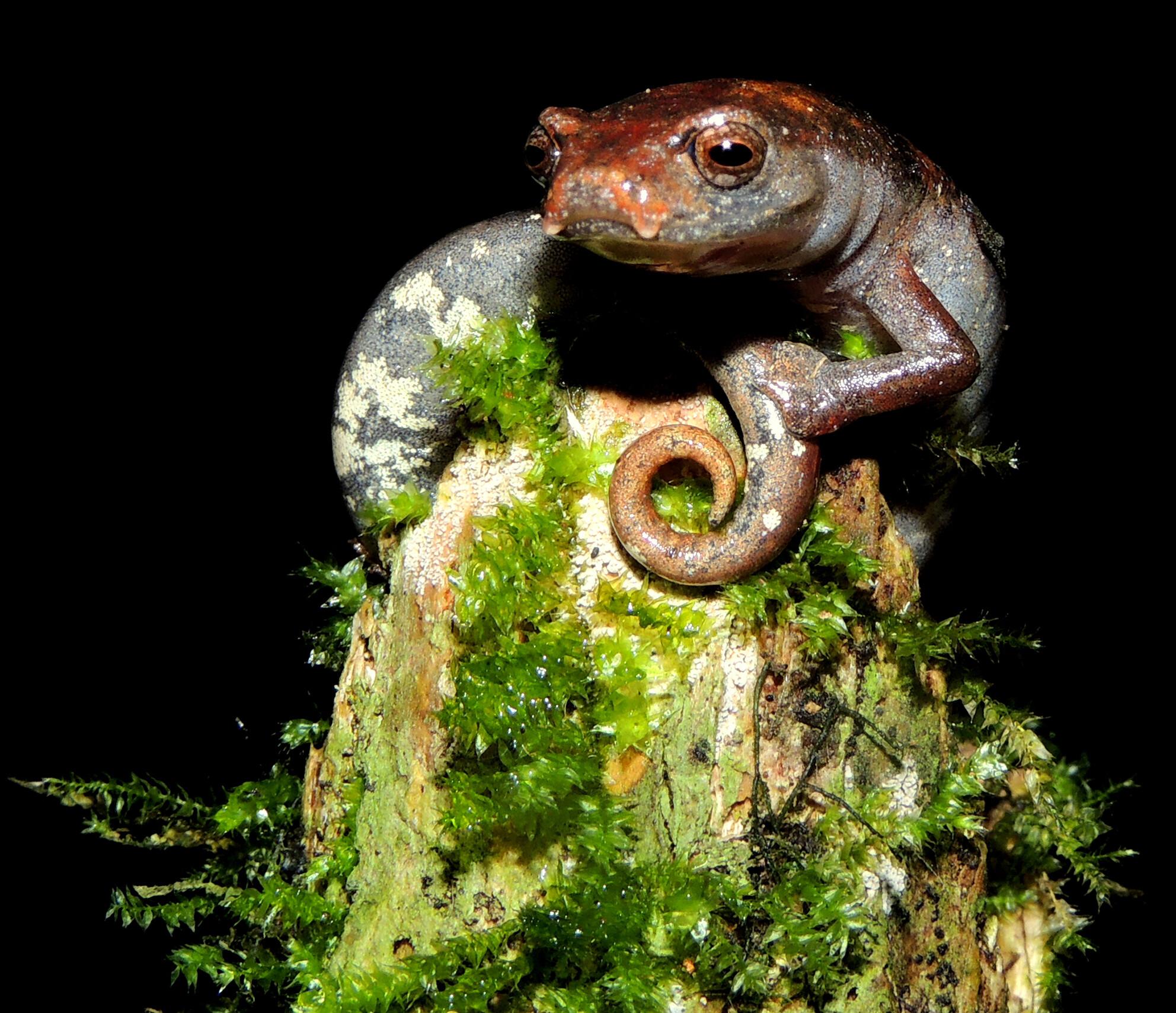 Effect of hydration state on locomotor performance and water searching behavior of the terrestrial lungless salamander Bolitoglossa ramosi