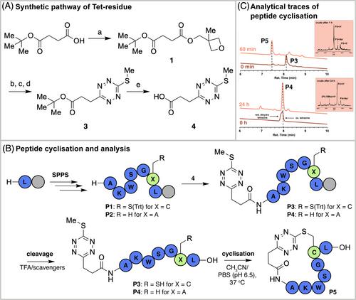 Rapid, traceless and facile peptide cyclization enabled by tetrazine-thiol exchange