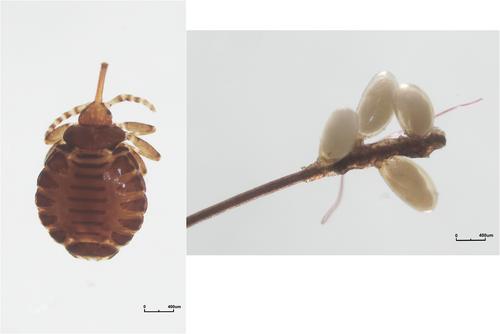 Mitochondrial genome sequence comparisons indicate that the elephant louse Haematomyzus elephantis (Piaget, 1869) contains cryptic species