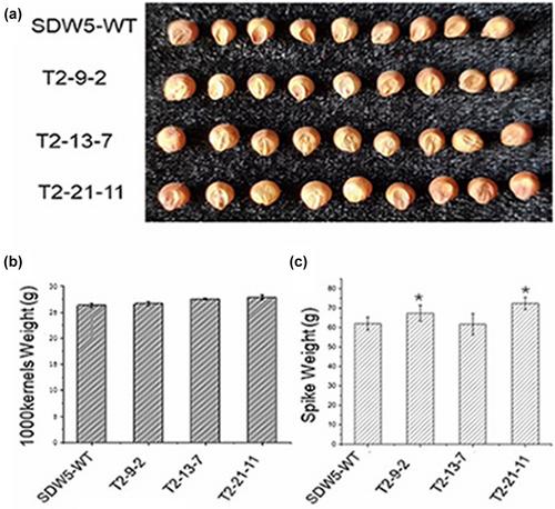 Improving digestibility of sorghum proteins by CRISPR/Cas9-based genome editing