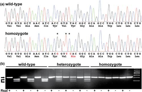 The MFSD12 p.Tyr182His common variant is sufficient to alter mouse agouti coat color