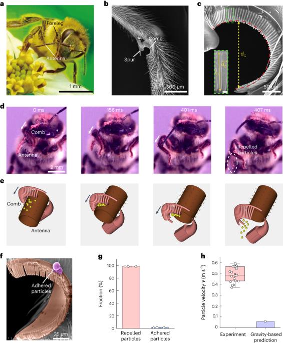 Honeybee comb-inspired stiffness gradient-amplified catapult for solid particle repellency