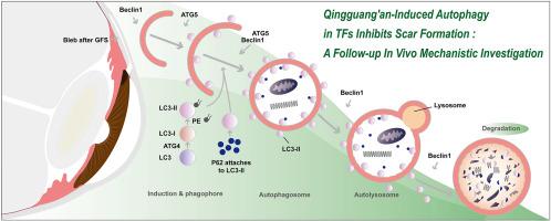 Qingguang'an-induced autophagy in TFs inhibits scar formation: A follow-up in vivo mechanistic investigation