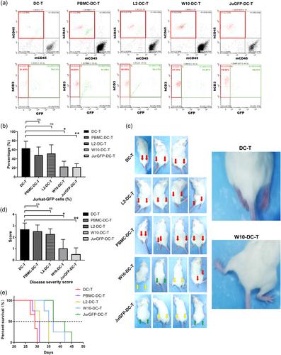 Evaluation of the safety and efficiency of cytotoxic T cell therapy sensitized by tumor antigens original from T-ALL-iPSC in vivo