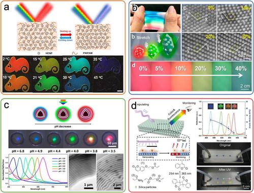 Bio-inspired photonic crystals: Tailoring the dielectric building blocks to control the light propagation