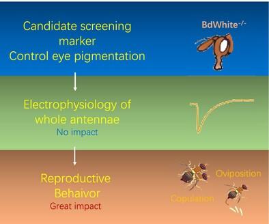 A classic screening marker does not affect antennal electrophysiology but strongly regulates reproductive behaviours in Bactrocera dorsalis