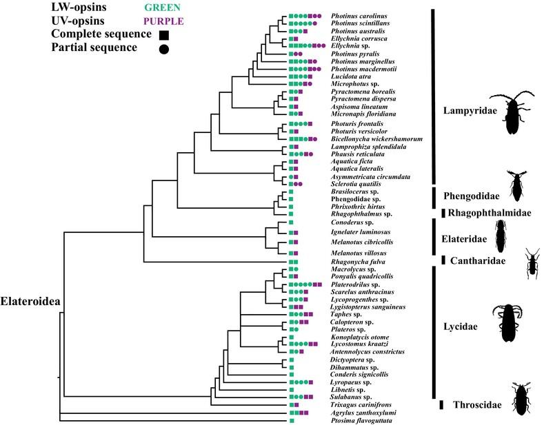 Opsin diversity and evolution in the Elateroidea superfamily: Insights from transcriptome data