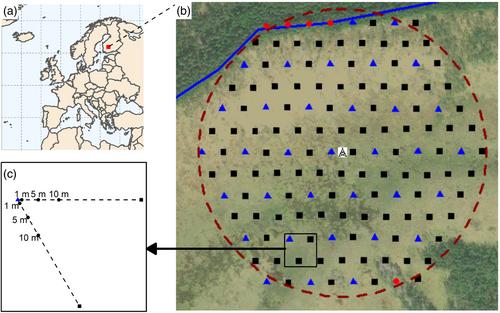 Joint species distribution modeling with competition for space