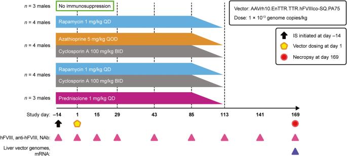 Prednisolone and rapamycin reduce the plasma cell gene signature and may improve AAV gene therapy in cynomolgus macaques